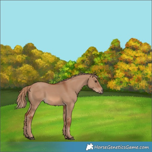 Horse Color:Red Dun
