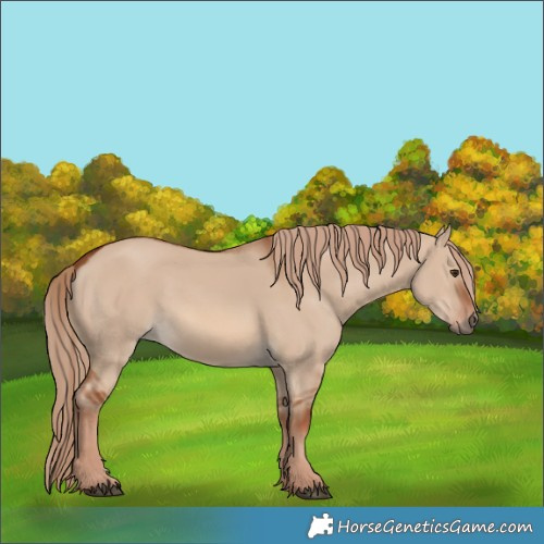 Horse Color:Red Dun 