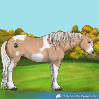 Horse Color:Silver Bay Dun Sabino Tobiano Frame Rabicano