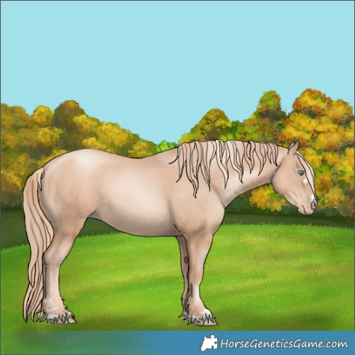 Horse Color:Gold Champagne Pearl Rabicano  and Gold Champagne Pearl Rabicano 