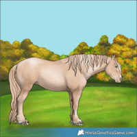 Horse Color:Gold Champagne Pearl Rabicano  and Gold Champagne Pearl Rabicano 