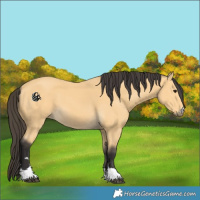 Horse Color:Buckskin