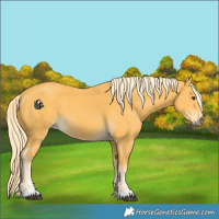 Horse Color:Palomino 