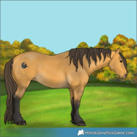 Horse Color:Buckskin 