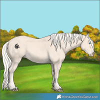 Horse Color:Cremello 