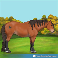 Horse Color:Bay 