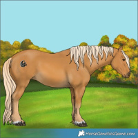 Horse Color:Palomino 