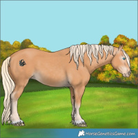 Horse Color:Gray Cremello 