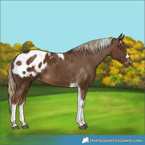 Horse Color:Chocolate Palomino Tobiano Appaloosa 