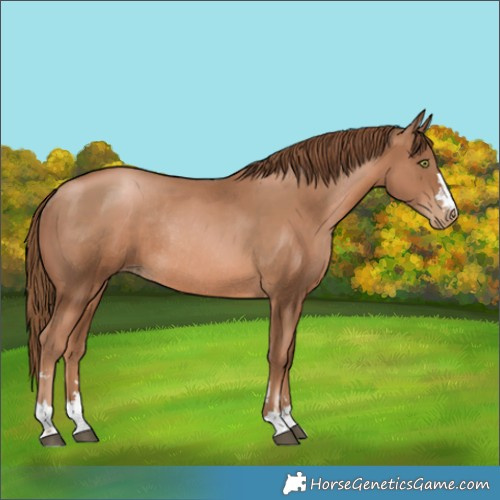 Horse Color:Liver Chestnut Pearl Rabicano