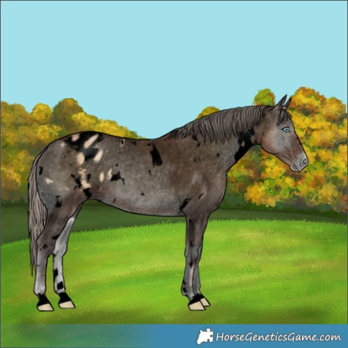 Horse Color:Void White Spotted Chocolate Palomino Pearl Onyx Appaloosa 