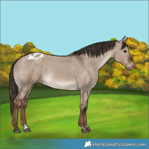 Horse Color:Liver Red Dun Appaloosa 
