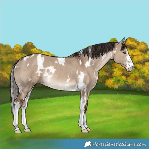 Horse Color:White Spotted Liver Red Dun Rabicano 