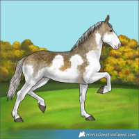 Horse Color:Silver Buckskin Splash 