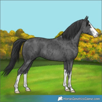 Horse Color:White Spotted Black Ice