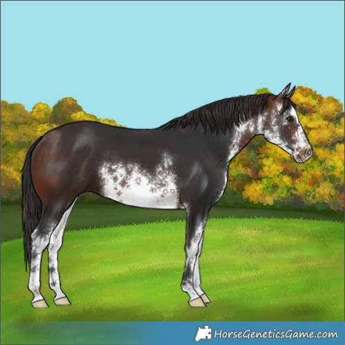 Horse Color:White Spotted Brown