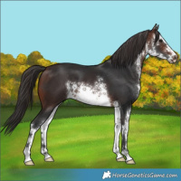 Horse Color:White Spotted Brown
