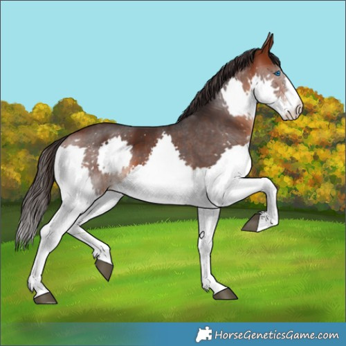 Horse Color:Brown Splash