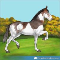 Horse Color:Brown Splash