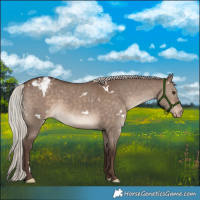 Horse Color:White Spotted Silver Brown Dun Appaloosa