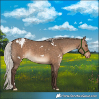 Horse Color:White Spotted Silver Brown Dun Appaloosa