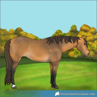 Horse Color:Buckskin 