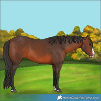 Horse Color:Brown Splash 