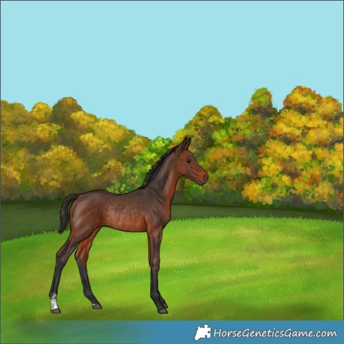 Horse Color:Brown Rabicano  and Brown Rabicano 