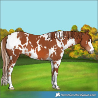 Horse Color:White Spotted Chestnut 