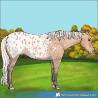 Horse Color:Silver Bay Dun Appaloosa 
