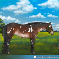 Horse Color:White Spotted Brown Rabicano
