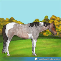 Horse Color:Bay Roan Tobiano 