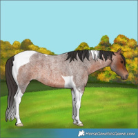 Horse Color:Bay Roan Tobiano