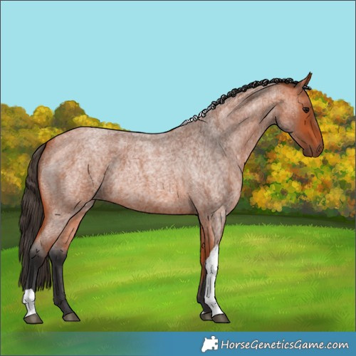 Horse Color:Bay Roan Tobiano 