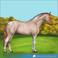 Horse Color:Red Roan Tobiano 