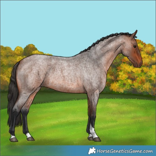 Horse Color:Bay Roan Tobiano