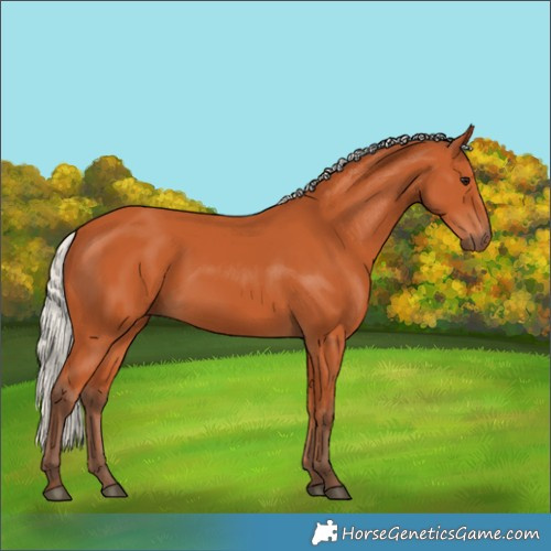 Horse Color:Silver Bay 