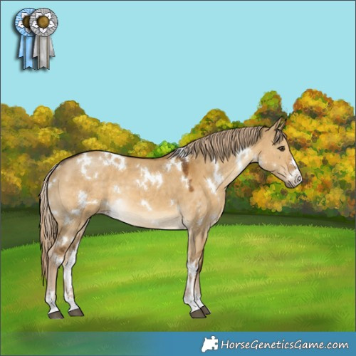 Horse Color:White Spotted Chocolate Palomino Dun 