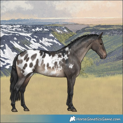 Horse Color:Brown Dun Appaloosa Rabicano 