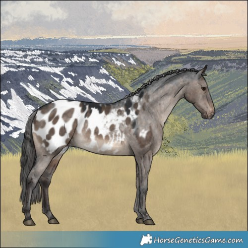 Horse Color:Brown Dun Appaloosa Rabicano 