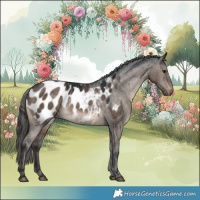 Horse Color:Brown Dun Appaloosa Rabicano