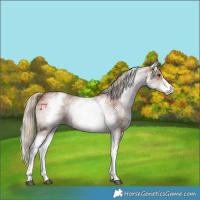 Horse Color:Unknown 