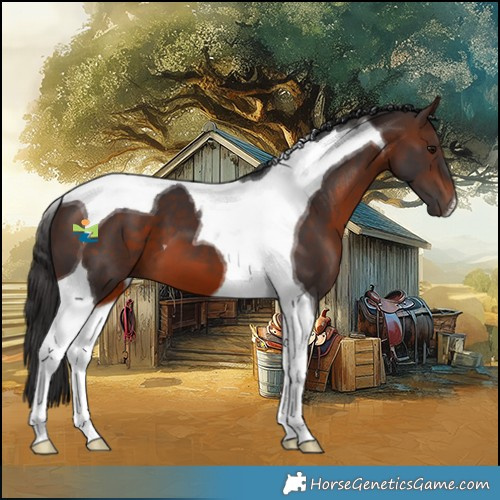 Horse Color:Brown Tobiano 