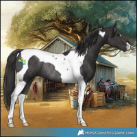 Horse Color:Smoky Black Tobiano Rabicano 