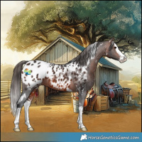 Horse Color:White Spotted Bay Splash Appaloosa 