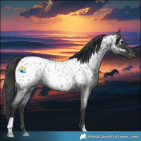 Horse Color:Blue Roan Near Leopard Rabicano 