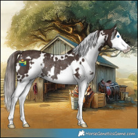 Horse Color:White Spotted Liver Chestnut Splash Rabicano 