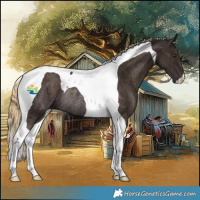 Horse Color:Liver Chestnut Tobiano Rabicano 