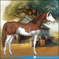 Horse Color:Chestnut Splash Rabicano 