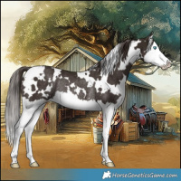 Horse Color:White Spotted Liver Chestnut Splash Rabicano